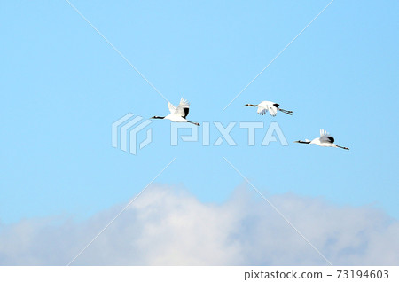 Red-crowned crane in Hokkaido 73194603