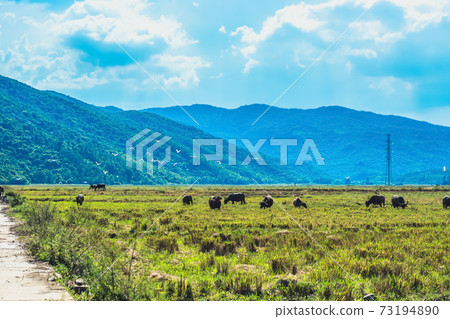 Water Buffalo Standing graze rice grass field meadow sun, forest Water Buffalo Standing graze rice grass field meadow sun, forest 73194890