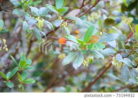 草莓的果實 73194932