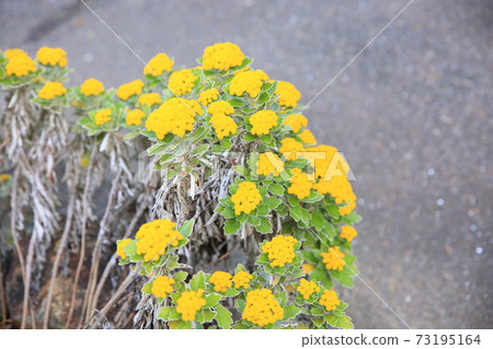 Isogic花 Isogic花 73195164