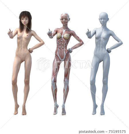 肌肉標本女性perming3DCG插圖素材 73195575