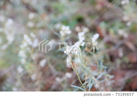 Flower of Kawarahahako Flower of Kawarahahako 73195657