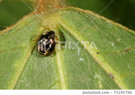 Creatures Insects Murasakishirahoshikamemushi, 5th instar larvae. It is attached to various plants such as Asteraceae, Gramineae, and Legumes. 73195790