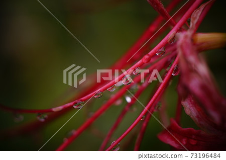 Cluster amaryllis 73196484