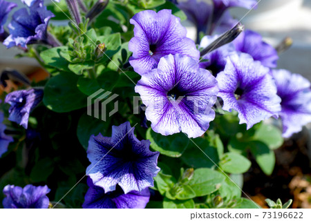 紫色的鉛筆 紫色的鉛筆 73196622