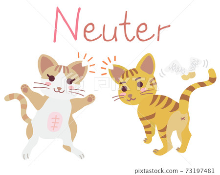 Illustration of the regional cat TNR Neuter 73197481