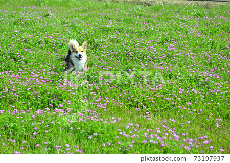 With Renge grass 73197937