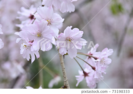 Tokujomeiin垂枝櫻花 Tokujomeiin垂枝櫻花 73198333