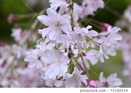 Tokujomeiin垂枝櫻花 Tokujomeiin垂枝櫻花 73198334