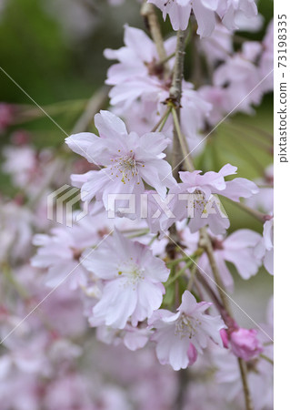 Tokujomeiin垂枝櫻花 Tokujomeiin垂枝櫻花 73198335