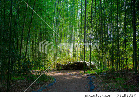 Bamboo grove at Daikakuji Temple in Kyoto Bamboo grove at Daikakuji Temple in Kyoto 73198337