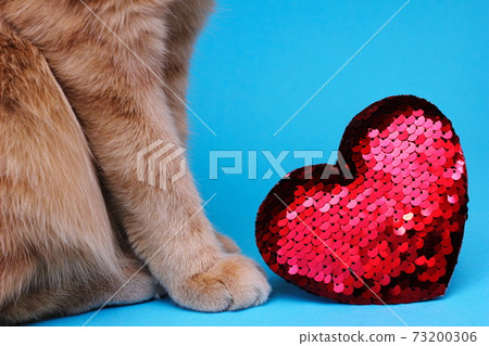 Part of a red cat sitting on a blue background near a red heart embroidered with sequins. 73200306