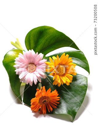 Gerbera and monstera leaves 73200508