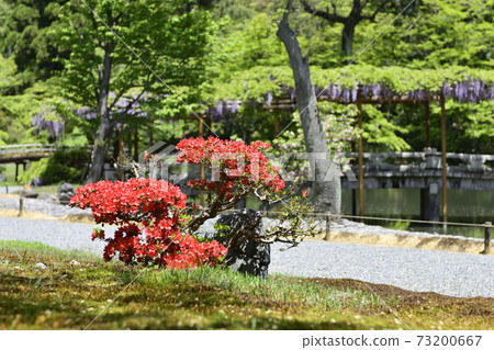 京都淺戶故宮南池藤田和八橋 京都淺戶故宮南池藤田和八橋 73200667
