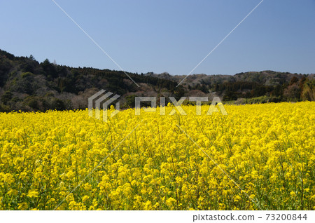 Rapeseed field Rapeseed field 73200844
