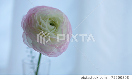 Pink and white ranunculus Pink and white ranunculus 73200898