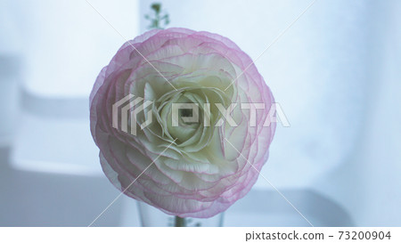 Pink and white ranunculus Pink and white ranunculus 73200904