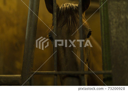Thoroughbred 73200928