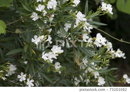 Kyochikuto 科學名稱 夾竹桃變種indicum 的花朵盛開 照片素材 圖片 7310 圖庫 Kyochikuto 科學名稱 夾竹桃變種indicum 的花朵盛開 照片素材 圖片 7310 圖庫