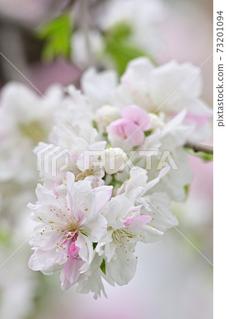 Genpei垂枝桃(Hana Peach) Genpei垂枝桃(Hana Peach) 73201094