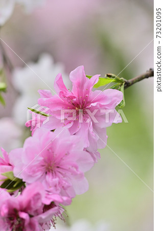 Genpei垂枝桃(Hana Peach) Genpei垂枝桃(Hana Peach) 73201095