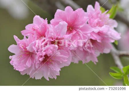 Genpei垂枝桃(Hana Peach) Genpei垂枝桃(Hana Peach) 73201096