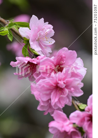 Genpei垂枝桃(Hana Peach) Genpei垂枝桃(Hana Peach) 73201097