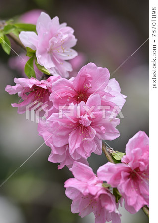 Genpei垂枝桃(Hana Peach) Genpei垂枝桃(Hana Peach) 73201098