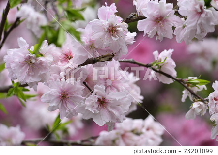 Genpei垂枝桃(Hana Peach) Genpei垂枝桃(Hana Peach) 73201099