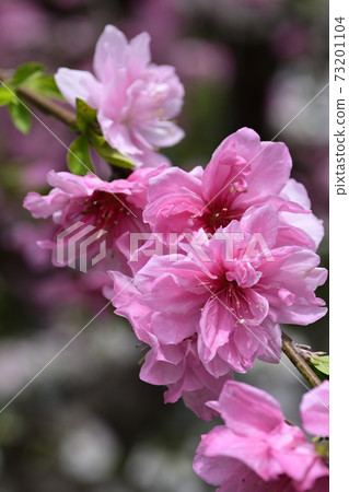 Genpei Weeping peach (flower peach) Genpei Weeping peach (flower peach) 73201104