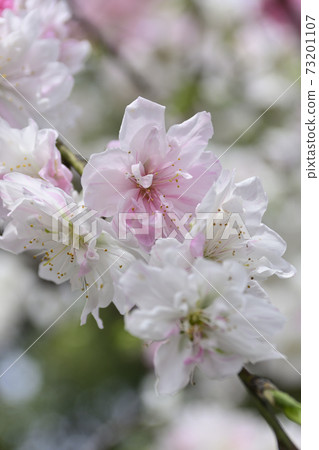 Genpei Weeping peach (flower peach) Genpei Weeping peach (flower peach) 73201107