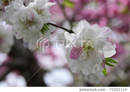 Genpei垂枝桃(Hana Peach) Genpei垂枝桃(Hana Peach) 73201114