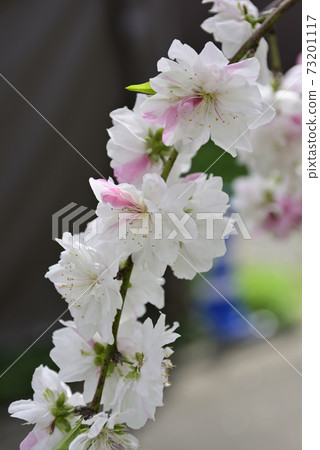 Genpei Weeping peach (flower peach) 73201117