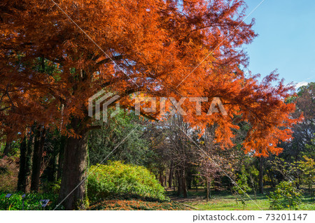 京都府植物園努馬杉秋天的落葉 73201147