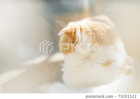 Calico cat standing by the window 73201522
