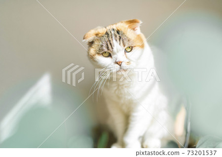 Calico cat standing by the window Calico cat standing by the window 73201537