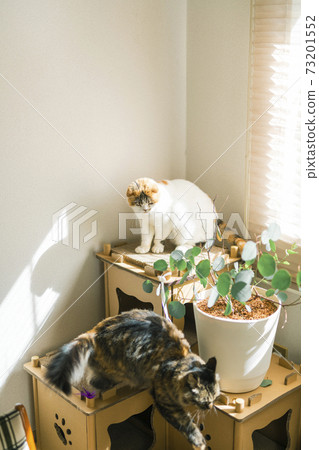 兩隻貓在窗邊玩 73201552