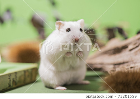Plants and hamsters Plants and hamsters 73201559