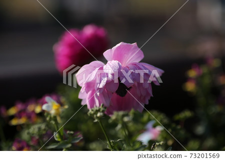 Flowers of anemone Flowers of anemone 73201569