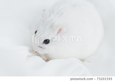 Hamster buried in cloth 73201593