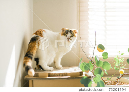 Calico cat standing by the window Calico cat standing by the window 73201594