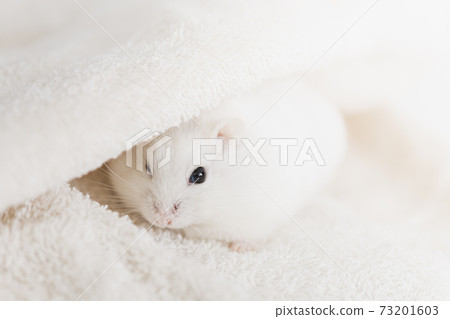 Hamster buried in a towel Hamster buried in a towel 73201603