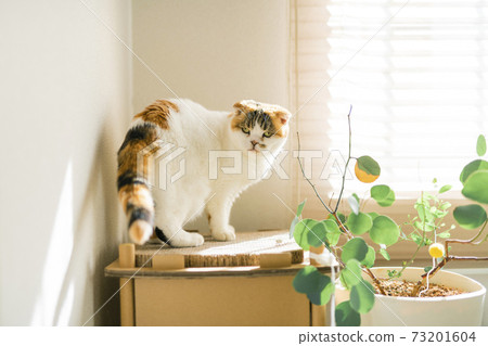 Calico cat standing by the window Calico cat standing by the window 73201604