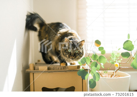 Cat spending time by the window 73201615