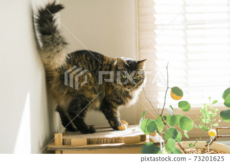 Cat spending time by the window 73201625