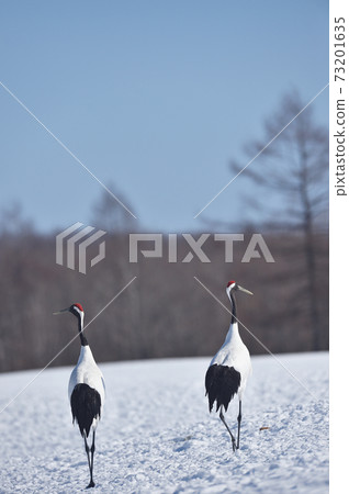 我在餵食區遇到的兩個擔子（鶴井，北海道） 73201635