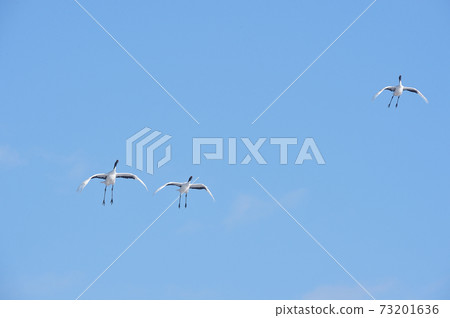 一群飛舌蝴蝶（北海道·Tsurui） 73201636