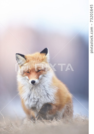 Kita fox that seems to be sleepy (Hokkaido) 73201645