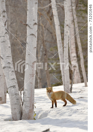 Kita fox walking in the winter forest (Hokkaido) 73201646