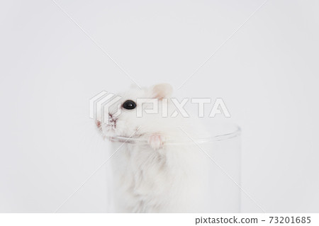 Hamster peeking out of the cup 73201685